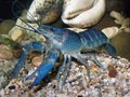 Lobster - animals photo