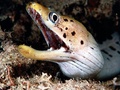 Moray Eel - animals photo