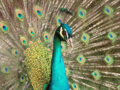 Peacock - animals photo