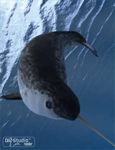  Real Narwhals