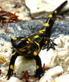 Salamander - animals photo