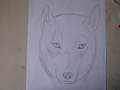 The portrait of a wolf - drawing photo