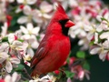 Cardinal - animals photo