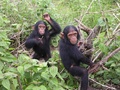 Chimpanzees - animals photo