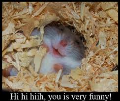  Funny Hamsters