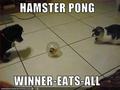 Funny Hamsters - random photo
