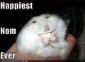 Funny Hamsters - random photo