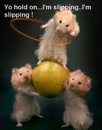  Funny Hamsters
