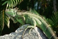 Iguana - animals photo