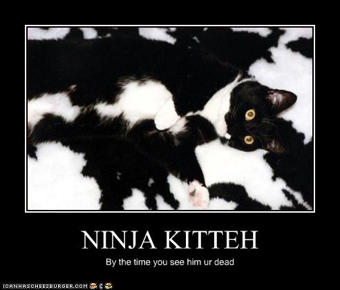 real cat ninja