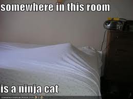  Ninja Cat Funnies