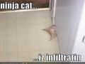 Ninja Cat Funnies - random photo