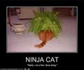 Ninja Cat Funnies - random photo