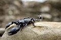 Scorpion - animals photo