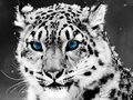 cats - Tiger wallpaper
