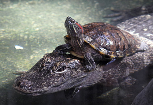  schildpad and Alligator