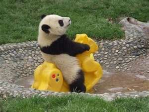 lol, can pandas ride toy horse?