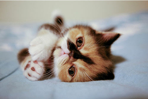 Adorable Kitties <3