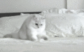 White Cat Gif - animals photo