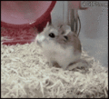 Turbo Hamster - animals photo