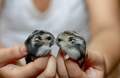 Two Djungarian Hamsters - animals photo