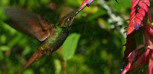 Hummingbird Gif - Hummingbirds Photo (29041642) - Fanpop