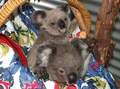 Koala Bears 9/11 - animals photo
