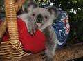 Koala Bears 10/11 - animals photo