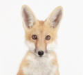 Little Fox - animals photo