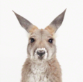 Little Kangaroo - animals photo
