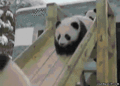 Little Panda - animals photo