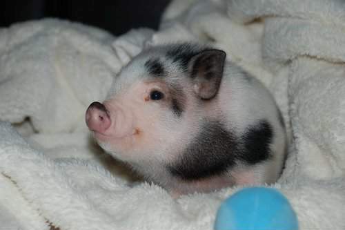  Little Pig