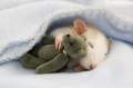 Sleeping Rat - animals photo