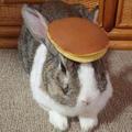 pancake rabbit - pancakes photo