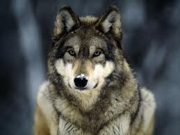 wolf my love