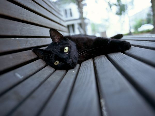 Конкурс: " Черный кот ". - Страница 3 Black-Cat-black-cats-29172568-600-450