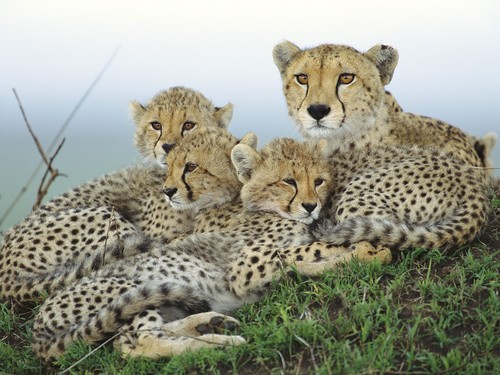  Cheetah with Cubs