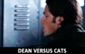 Dean vs. Cats - supernatural fan art