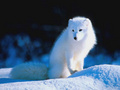 Arctic fox - animals photo