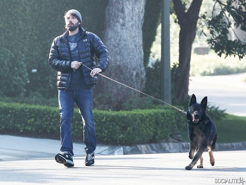  Ben Affleck Tries To Walk The Dog