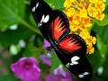 Butterfly - animals photo