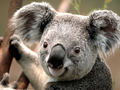 Koala - random photo