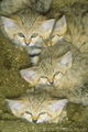 Sand cat - sand-cats photo
