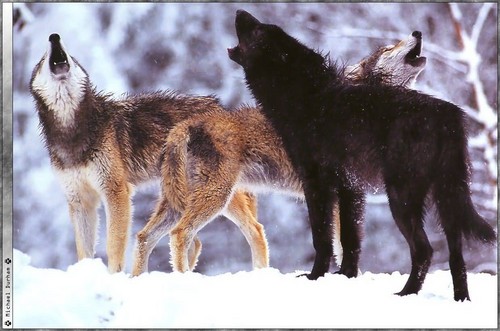  Волки