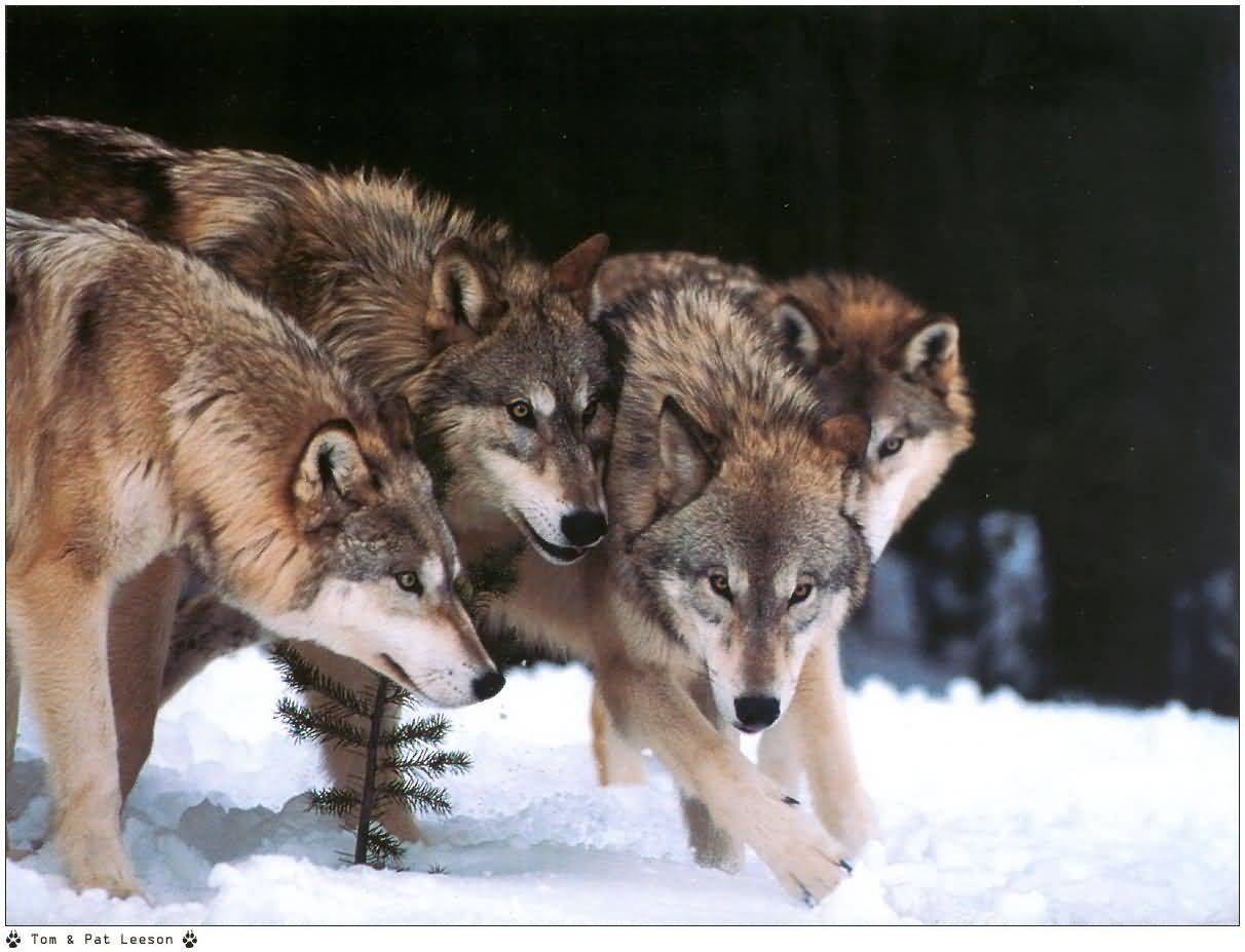 Wolves - Wolves Photo (29242006) - Fanpop