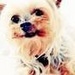 Cute Dog Icons <3 - dogs icon