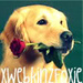 Dog Icons <3 - dogs icon
