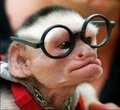 Intelligent monkey - random photo