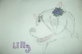 Lilly Drawing - alpha-and-omega fan art