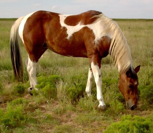  Paint horse